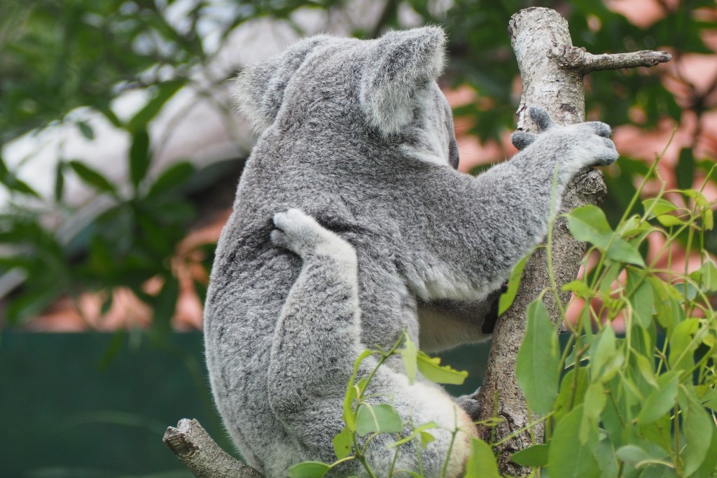 Itchy Koala