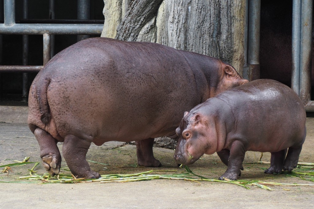 Hippo x2